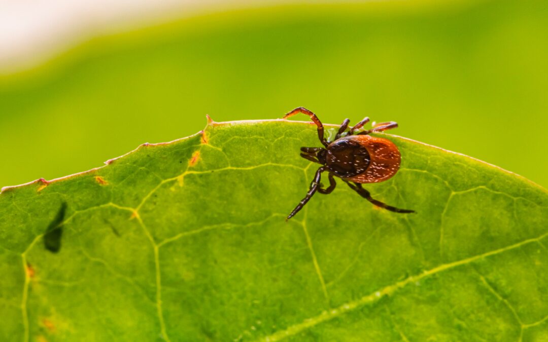 Tick Season Isn’t Over: Why Fall Matters for Canadian Businesses